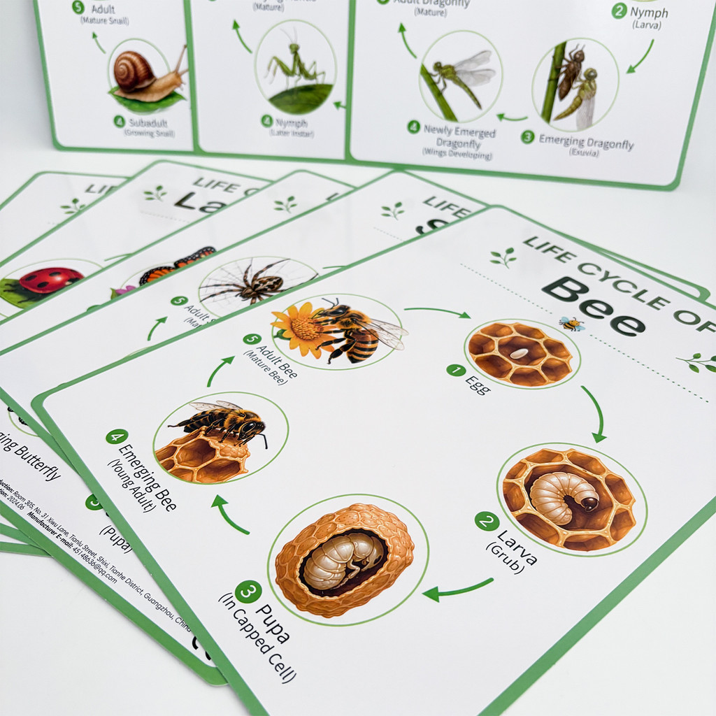 8 sztuk edukacyjnych plakatów  – Kids Educational Poster recenzja i cena